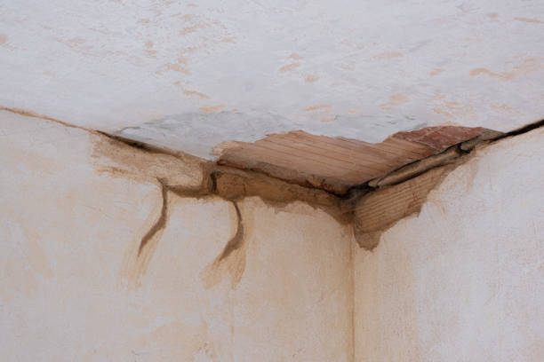 Best Mold removal after water damage  in Hallsville, MO