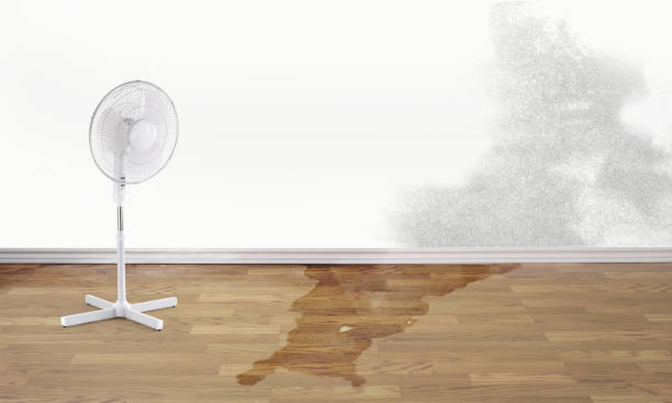 Best Carpet water damage restoration  in Hallsville, MO